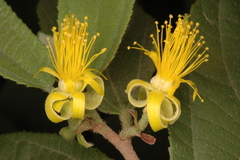 Grewia flavescens